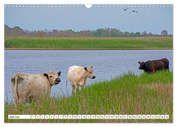 Produktbild: Angeln - Landschaft zwischen Schlei und Flensburger F&ouml;rde (Wandkalender 2026 DIN A3 quer), CALVENDO Monatskalender