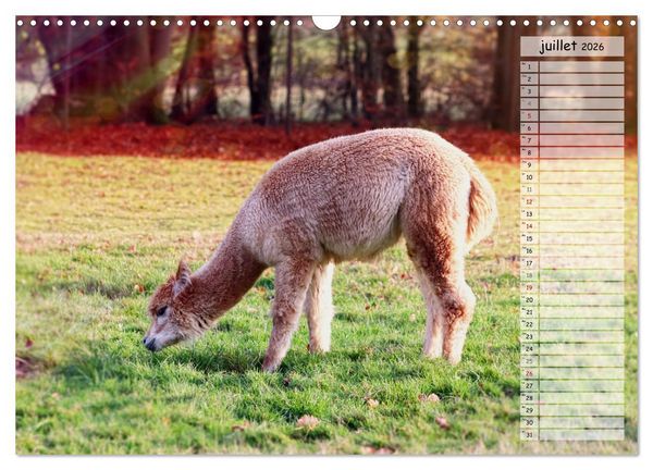 Produktbild: Alpagas, doudous aux coiffures sauvages (Calendrier mural 2026 DIN A3 vertical), CALVENDO calendrier mensuel