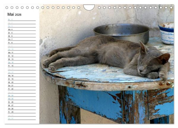 Produktbild: Katzensprung (Wandkalender 2026 DIN A4 quer), CALVENDO Monatskalender
