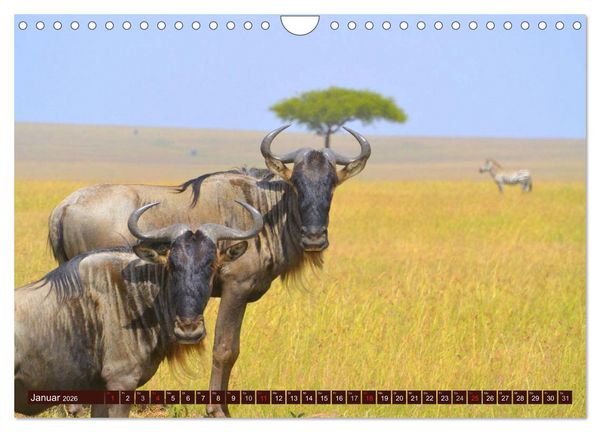 Produktbild: Afrika. Zauber des schwarzen Kontinents (Wandkalender 2026 DIN A4 quer), CALVENDO Monatskalender