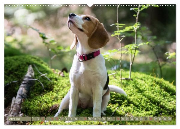 Produktbild: Beaglebabys auf Entdeckungstour (hochwertiger Premium Wandkalender 2026 DIN A2 quer), Kunstdruck in Hochglanz