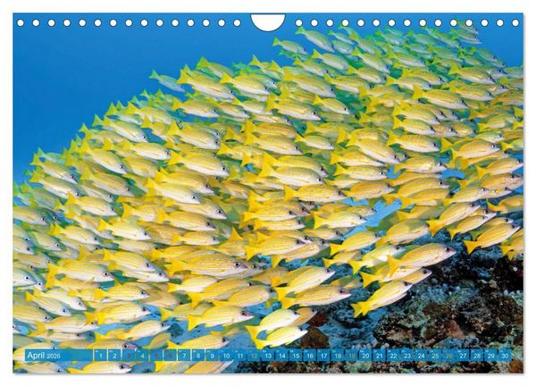 Produktbild: Planet Wasser: Von wegen Planet Erde (Wandkalender 2026 DIN A4 quer), CALVENDO Monatskalender