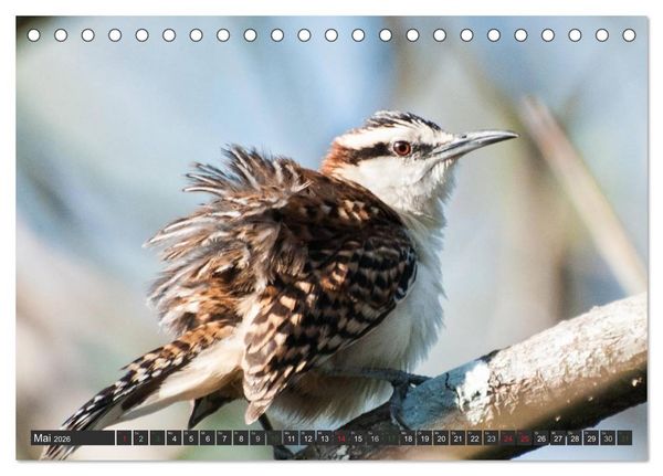 Produktbild: COSTA RICA - PURA VIDA (Tischkalender 2026 DIN A5 quer), CALVENDO Monatskalender