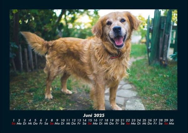 Produktbild: Hundezauber 2025 Fotokalender DIN A4