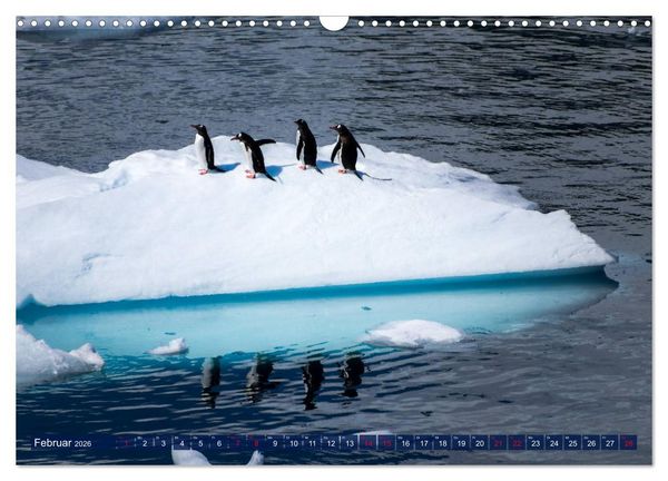 Produktbild: Antarktis Gletscher, Robben, Pinguine (Wandkalender 2026 DIN A3 quer), CALVENDO Monatskalender
