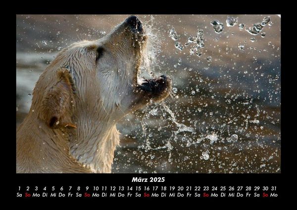 Produktbild: Hundezauber 2025 Fotokalender DIN A3