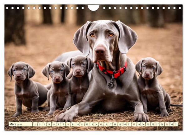 Produktbild: Weimaraner - der ideale Jagdbegleiter (Wandkalender 2026 DIN A4 quer), CALVENDO Monatskalender