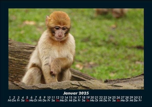 Produktbild: Welt der Affen 2025 Fotokalender DIN A5