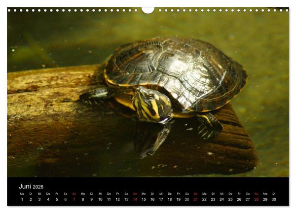Produktbild: Das Leben der Schildkr&ouml;ten (Wandkalender 2026 DIN A3 quer), CALVENDO Monatskalender