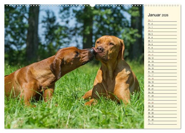 Produktbild: Rhodesian Ridgeback 2026 (hochwertiger Premium Wandkalender 2026 DIN A2 quer), Kunstdruck in Hochglanz