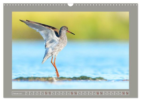 Produktbild: Limikolen - Watv&ouml;gel aus Europa (Wandkalender 2027 DIN A3 quer), CALVENDO Monatskalender
