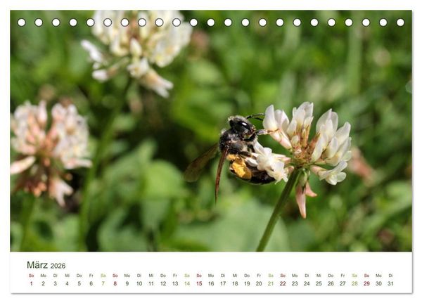 Produktbild: Wildbienen im Garten (Tischkalender 2026 DIN A5 quer), CALVENDO Monatskalender