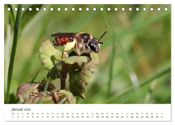 Produktbild: Wildbienen im Garten (Tischkalender 2026 DIN A5 quer), CALVENDO Monatskalender