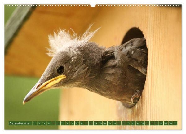 Produktbild: Nachwuchs bei Familie Star (Wandkalender 2026 DIN A2 quer), CALVENDO Monatskalender