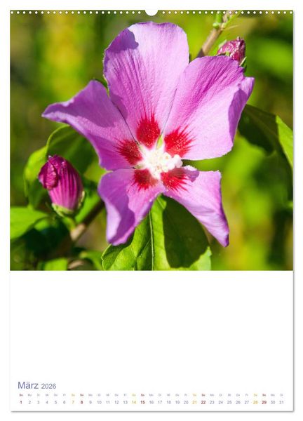 Produktbild: Sch&ouml;ne Wegwarten. Heimische Heilpflanzen am Wegesrand (Wandkalender 2026 DIN A2 hoch), CALVENDO Monatskalender