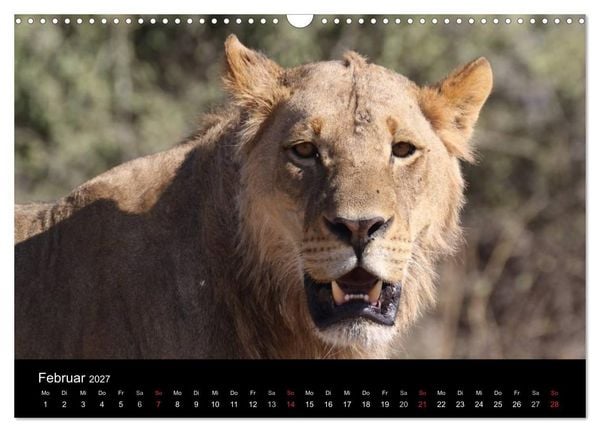 Produktbild: L&ouml;wen - K&ouml;nige der Tiere (Wandkalender 2027 DIN A3 quer), CALVENDO Monatskalender