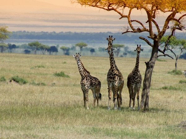 Produktbild: Ein Motiv aus dem Kalender Faszination Safari. Wildlife in Kenia (Puzzle)