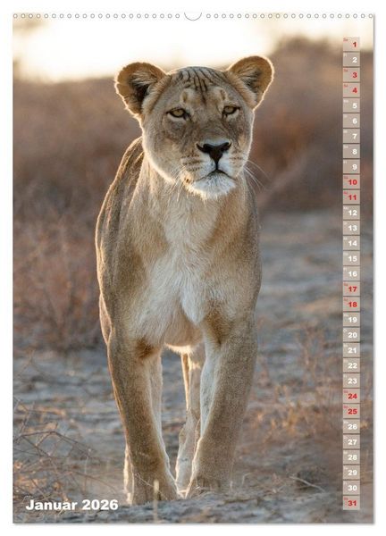 Produktbild: Safari hautnah - S&uuml;dliches und &ouml;stliches Afrika (Wandkalender 2026 DIN A2 hoch), CALVENDO Monatskalender