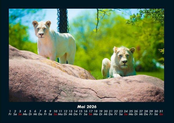 Produktbild: Tierkalender 2026 Fotokalender DIN A4