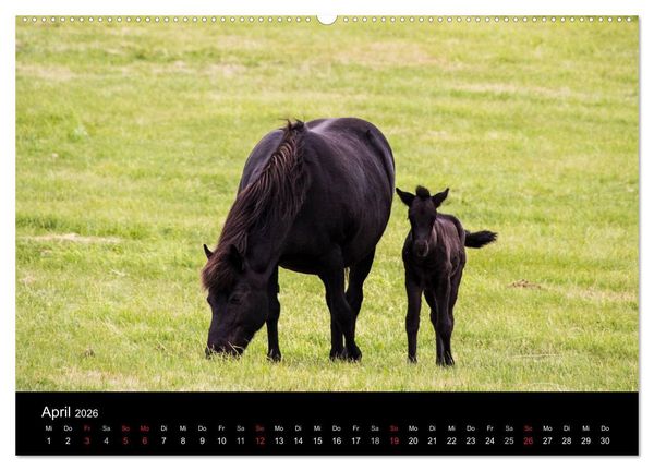 Produktbild: Islandpferde (Wandkalender 2026 DIN A2 quer), CALVENDO Monatskalender