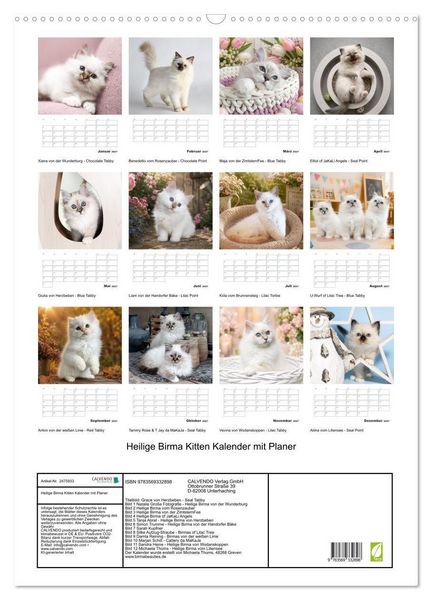 Produktbild: Heilige Birma Kitten Kalender mit Planer (Wandkalender 2027 DIN A2 hoch), CALVENDO Monatskalender