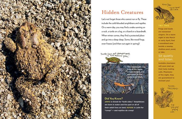 Produktbild: The Curious Nature Guide