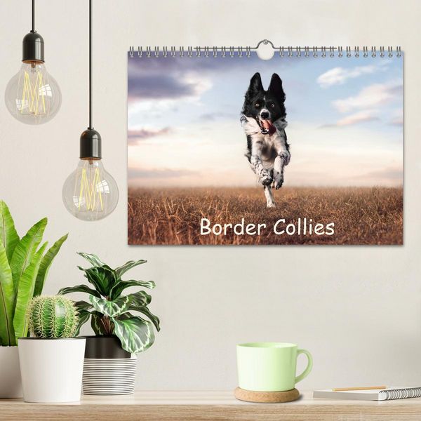 Produktbild: Border Collie Kalender &ndash; Ausdrucksstarke Close-up-Portraits durch die Jahreszeiten (Wandkalender 2027 DIN A4 quer), CALVENDO Monatskalender