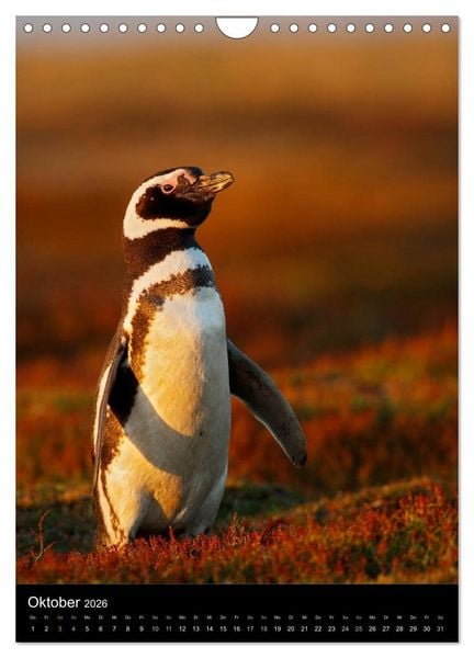 Produktbild: Hallo Pinguin (Wandkalender 2026 DIN A4 hoch), CALVENDO Monatskalender