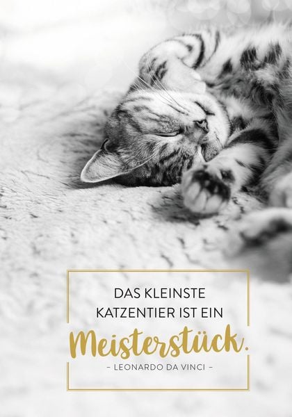 Produktbild: Buchkalender 2027: F&uuml;r Katzenfreunde