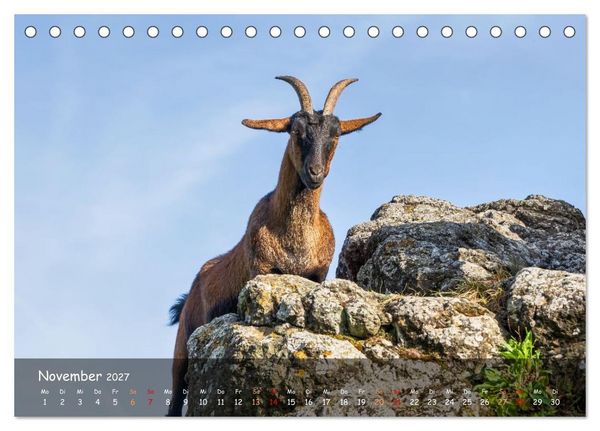 Produktbild: Albziegen (Tischkalender 2027 DIN A5 quer), CALVENDO Monatskalender