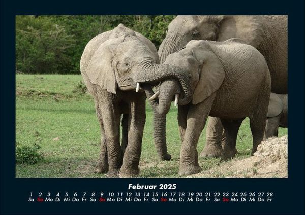 Produktbild: Der Elefantenkalender 2025 Fotokalender DIN A4