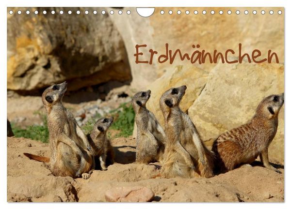 Produktbild: Erdm&auml;nnchen (Wandkalender 2026 DIN A4 quer), CALVENDO Monatskalender
