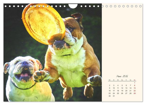 Produktbild: Dicke Freunde. Englische Bulldoggen (Wandkalender 2026 DIN A4 quer), CALVENDO Monatskalender