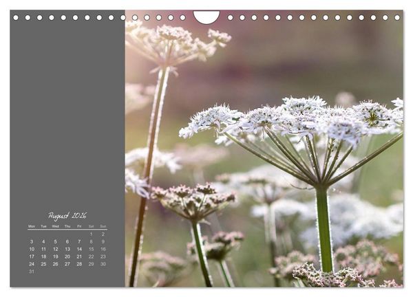 Produktbild: Vibrancy of flowers (Wall Calendar 2026 DIN A4 landscape), CALVENDO 12 Month Wall Calendar
