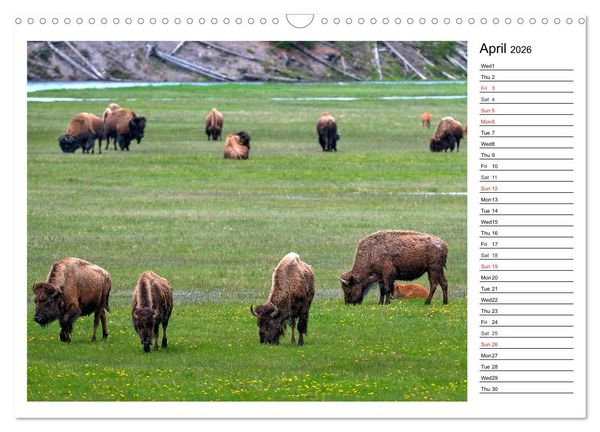 Produktbild: Bisons of North America (Wall Calendar 2026 DIN A3 landscape), CALVENDO 12 Month Wall Calendar
