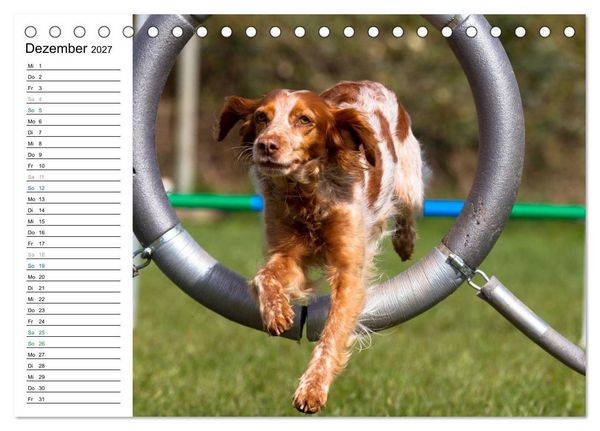 Produktbild: Agility - Sport und Spass (Tischkalender 2027 DIN A5 quer), CALVENDO Monatskalender