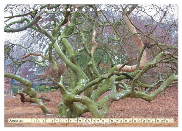 Produktbild: Zauberhaftes, die Natur als K&uuml;nstler (Tischkalender 2027 DIN A5 quer), CALVENDO Monatskalender