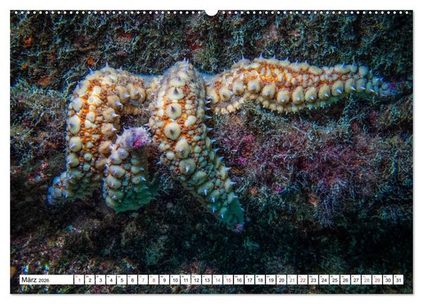 Produktbild: Tauchen im Mittelmeer (hochwertiger Premium Wandkalender 2026 DIN A2 quer), Kunstdruck in Hochglanz