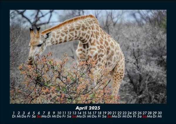 Produktbild: Tiere in der Wildnis 2025 Fotokalender DIN A5