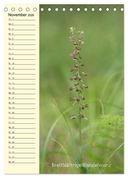 Produktbild: Wildwachsende Orchideen in Bayern (Tischkalender 2026 DIN A5 hoch), CALVENDO Monatskalender