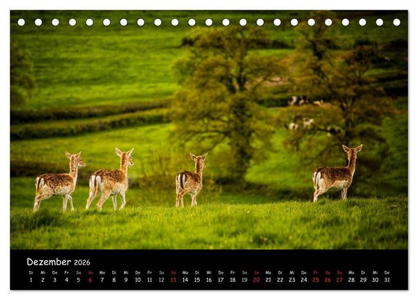 Produktbild: Rehe und Hirsche in freier Natur (Tischkalender 2026 DIN A5 quer), CALVENDO Monatskalender