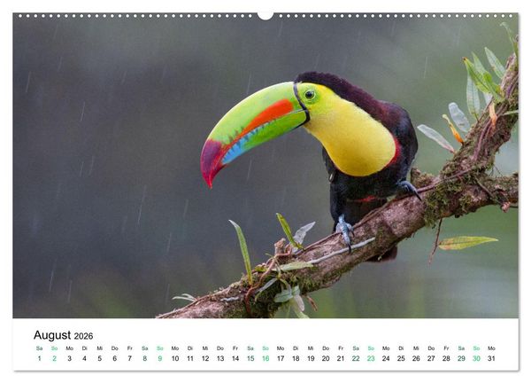 Produktbild: Costa Rica - Tropische Tierwelt (Wandkalender 2026 DIN A2 quer), CALVENDO Monatskalender
