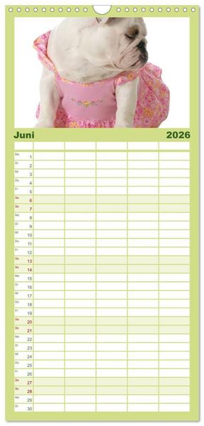 Produktbild: Familienplaner 2026 - English Bulldog XXL Models mit 5 Spalten (Wandkalender, 21 x 45 cm) CALVENDO