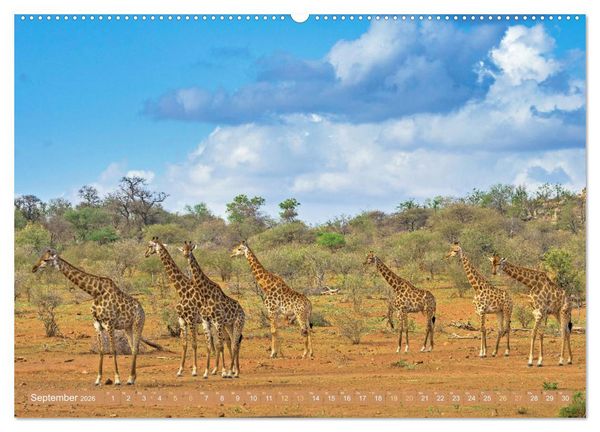 Produktbild: Giraffen: Die afrikanischen Riesen mit Weitblick (hochwertiger Premium Wandkalender 2026 DIN A2 quer), Kunstdruck in Hochglanz