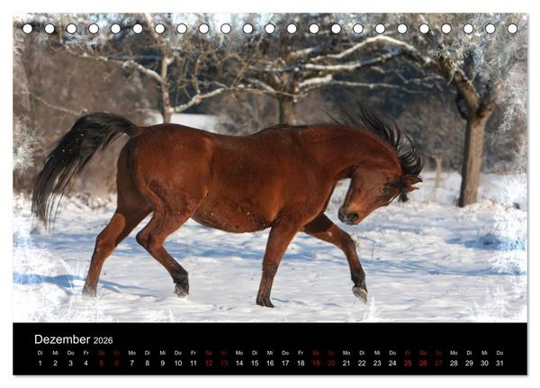 Produktbild: Vollblutaraber - Sch&ouml;nheit und Adel (Tischkalender 2026 DIN A5 quer), CALVENDO Monatskalender