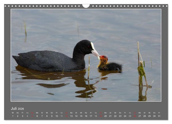 Produktbild: Tierbabys 2026 (Wandkalender 2026 DIN A3 quer), CALVENDO Monatskalender