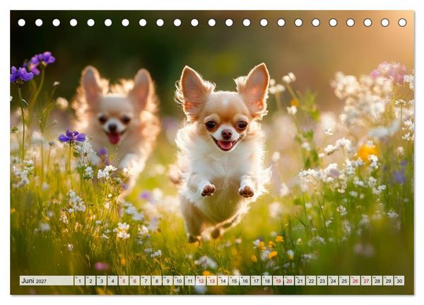 Produktbild: Niedliche Chihuahuas (Tischkalender 2027 DIN A5 quer), CALVENDO Monatskalender