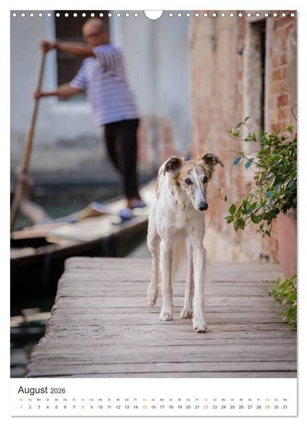 Produktbild: Silken Windsprites - Zwei Windhunde erobern die Lagunenstadt Venedig (Wandkalender 2026 DIN A3 hoch), CALVENDO Monatskalender