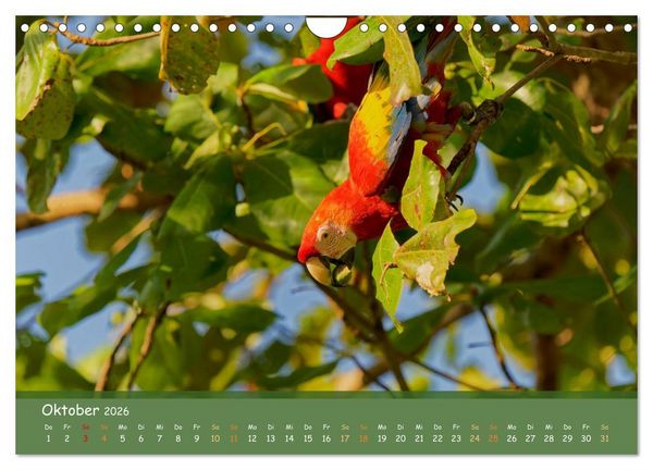 Produktbild: Hellrote Aras (Wandkalender 2026 DIN A4 quer), CALVENDO Monatskalender