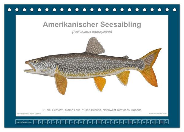 Produktbild: Fisch als Kunst 2026: Amerikanische Saiblinge (Tischkalender 2026 DIN A5 quer), CALVENDO Monatskalender